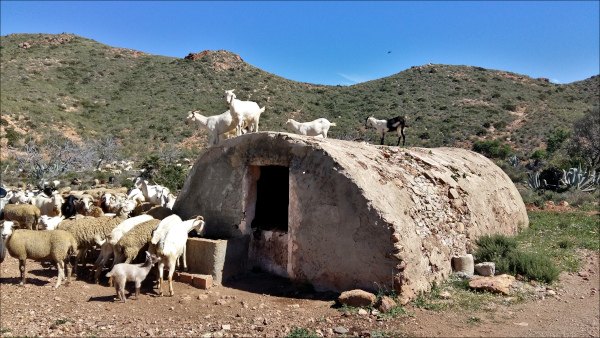 aljibe del cortijo Quintana con cabras