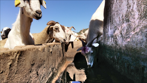 aljibe del cortijo Quintana con cabras
