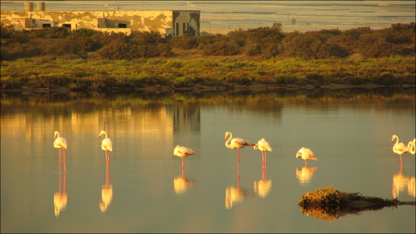 flamencos y edificio de viviendas
